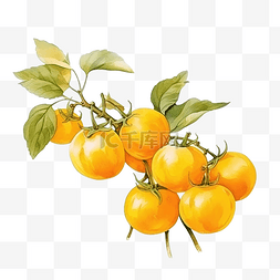 植物番茄图片_感恩节装饰元素的黄番茄水彩风格