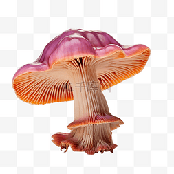 橙色和黑色图片_橙色和粉红色的蘑菇