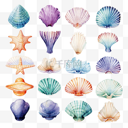 贝壳水彩海洋动物剪贴画