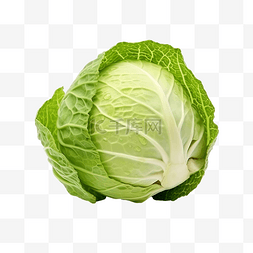蔬菜沙拉背景图片_白色背景上孤立的卷心菜