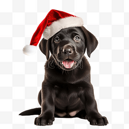 宠物戴帽子图片_快乐的黑色拉布拉多小狗戴着红色