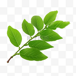 草本绿色指甲花树枝或叶子隔离背