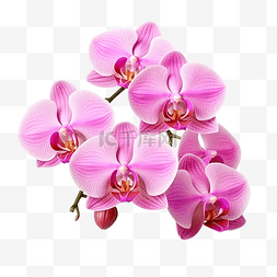 美丽的小路图片_用剪切路径隔离的粉红色蝴蝶兰花