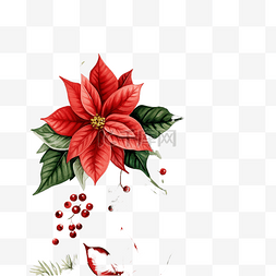 八角星手绘图片_一品红和冷杉树枝和红色冬季浆果