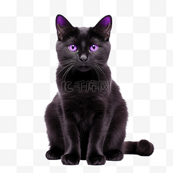 紫色猫png