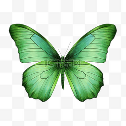 绿色的卡片图片_绿色蝴蝶 剪贴画