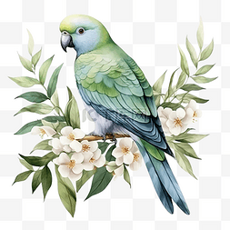 手绘花植物水彩图片_长尾小鹦鹉鹦鹉鸟与桉树成分水彩