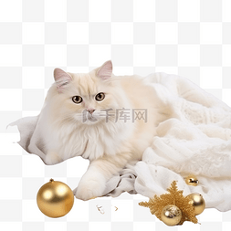 漂亮的毛茸茸的白猫躺在针织毯上