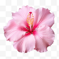 花粉背景图片_孤立背景下盛开的粉红色芙蓉花