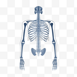 技术展示图片_X 射线和骨头插图以最小的风格