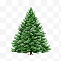 雪中??绿色蓬松的圣诞松树