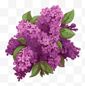 紫丁香剪贴画 紫色丁香花,白色背景卡通上有叶子 向量