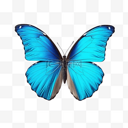 蓝色蝴蝶可爱