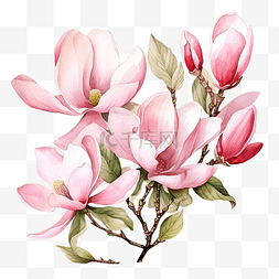 手绘玉兰花背景图片_水彩粉色盛开的玉兰花和树枝花束