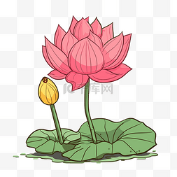 莲花剪贴画卡通插图两朵粉红色的