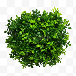 绿色灌木 PNG