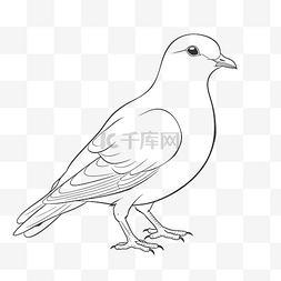 鸽子在白色背景上着色页轮廓素描