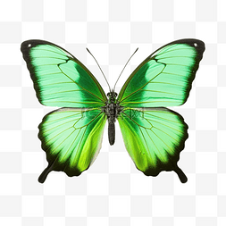 绿色翅膀的蝴蝶