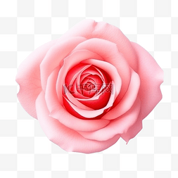 美丽明亮的粉红色玫瑰花