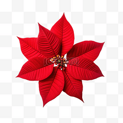 塞满礼物的圣诞袜图片_生长红色的一品红花