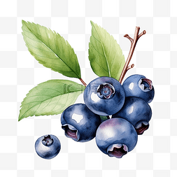 绘水果图片_水彩蓝莓剪贴画浆果