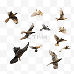 鸽子飞翔装饰图片_一群鸟飞翔隔离