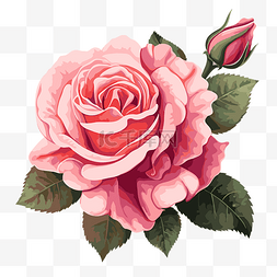 粉红水彩背景图片_粉红玫瑰 向量