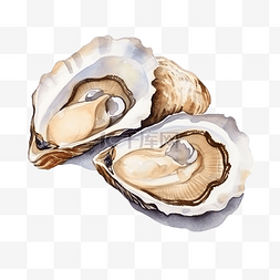 蛤蜊牡蛎图片_水彩日本食品新鲜牡蛎