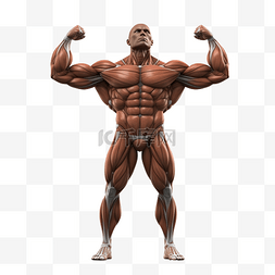 肌肉插图图片_健美运动员展示肌肉 3d 插图