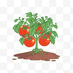 番茄植物矢量图片_番茄植物