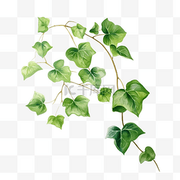 树叶植物森林图片_常春藤植物水彩画简单