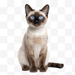 纸类材质图片_可爱的暹罗猫