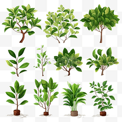 安宁图片_ficus plant 插图