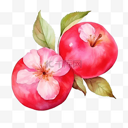 水彩玫瑰苹果水果