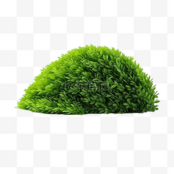 绿草灌木树丛和草坪或草皮