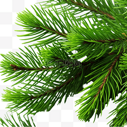 圣诞树的绿色树枝松树自然宏