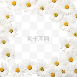 小甘菊花图片_美丽的最小白色洋甘菊花方形框架