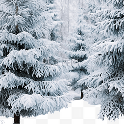 覆盖着雪的树图片_圣诞节，冬季公园里美丽的雪覆盖