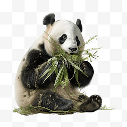 梗犬图片_美丽的熊猫吃东西