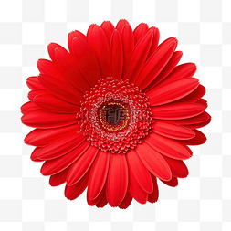 植物球图片_紅色非洲菊