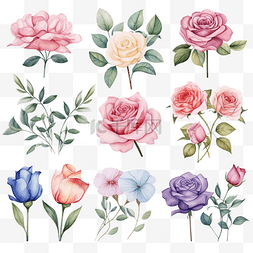 艾灸文化背景图片_一套甜玫瑰花水彩收藏花束 illustra