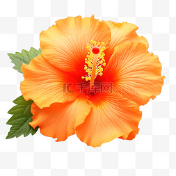 新鲜风格图片_美丽的橙色双芙蓉花