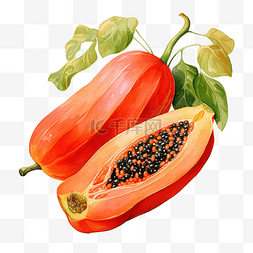 生产图片_新鲜木瓜和种子的水彩画和水果和