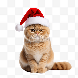 戴圣诞帽的猫图片_戴着圣诞帽的美丽的苏格兰折耳红
