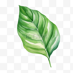 Epipremnum pinnatum 热带叶水彩插图