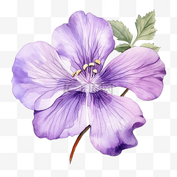 植物可爱背景图片_紫罗兰花水彩