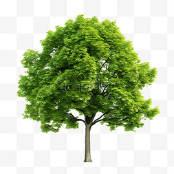 菩提葉图片_孤立的綠樹