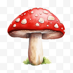 日晒红斑图片_小红蝇木耳毒蘑菇水彩