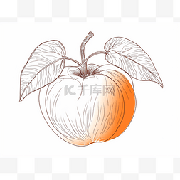 白色背景上带叶子的手绘橙色苹果