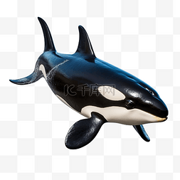 鲸水彩图片_虎鲸海洋生物